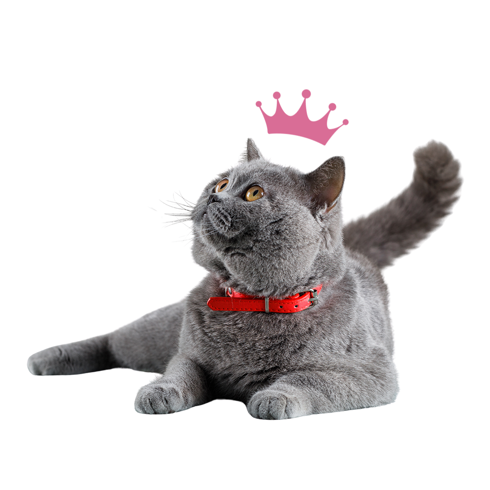 Crown Pet Store